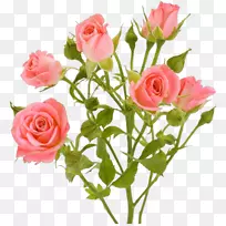 花园玫瑰粉红色花朵png图片粉红色花-le parfum