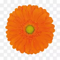 特兰士瓦雏菊切花橙色花