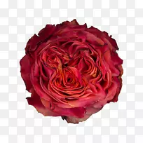 花园玫瑰，卷心菜，玫瑰，花，切花-红毛头霜