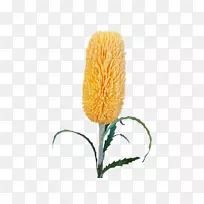 开花植物商品植物茎橙S.A.-勃艮第丝树