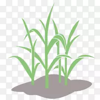 小麦电脑图标桌面壁纸图像作物小麦