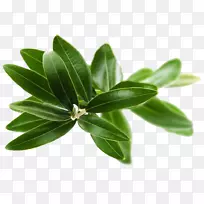 橄榄果汁皮肤保健药-橄榄树果实