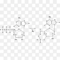 腺苷环化酶环磷酸腺苷第二信使系统鸟苷酸环化酶-ATP分子cAMP