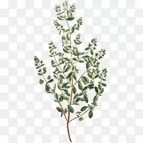 冬凌草属植物的分类修订-鲜罗勒