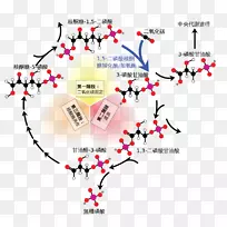 Calvin循环光无关反应固定核酮糖1，5-二磷酸光合作用