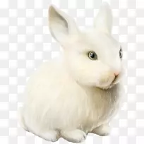 家用兔子复活节兔子png图片-兔子