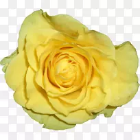 花园玫瑰黄色卷心菜花瓣png图片.黄色花瓣