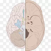 颅神经颅底嗅神经脑底