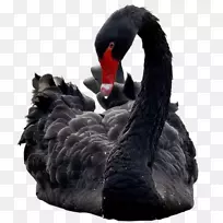 黑天鹅鸭