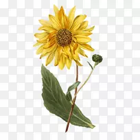 植物学插图植物学常见向日葵