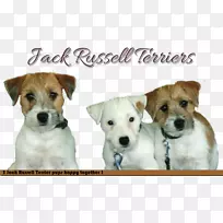 杰克罗素猎犬牧师罗素猎犬繁殖同伴狗杰克拉塞尔