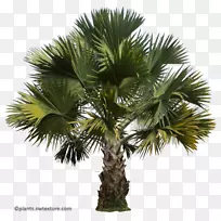 亚洲棕榈树看到棕榈树桃树椰子