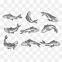 沙丁鱼素描图形.鱼