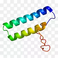 蛋白质转移RNA氨基酰基tRNA合成酶翻译基因