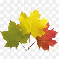 png图片剪辑艺术图像秋天树叶颜色-秋天