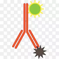 免疫荧光免疫结合免疫组织化学抗体免疫学