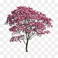 景观建筑图像png图片.紫红色枫树