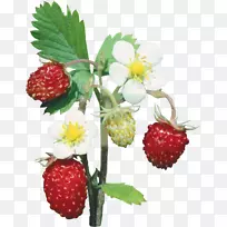 草莓png图片水果浆果图像.草莓