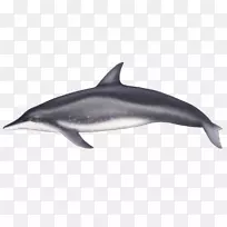 普通宽吻海豚，短喙海豚，粗齿海豚，条纹海豚-海豚