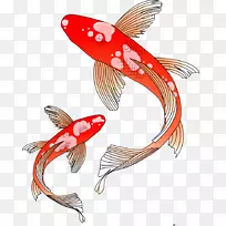 蝴蝶锦鲤昭和常见金鱼剪贴画彩色鲤鱼