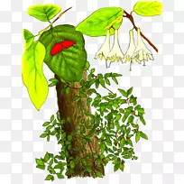 沼泽拉布拉多茶植物茎-辣椒