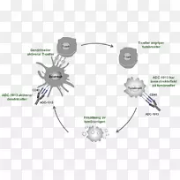 抗体树突状细胞免疫系统制药工业t细胞