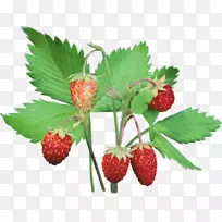 麝香草莓夹艺术浆果png图片.草莓