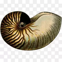 蜗牛-蜗牛