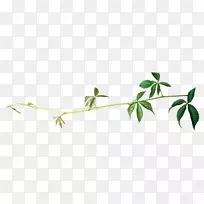 叶植物茎喷漆移动式网络图形绿叶