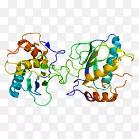 基质金属肽酶13基质金属蛋白酶mmp2il1b