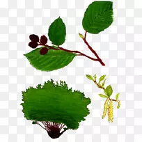 沼泽拉布拉多茶开花植物食品-菱形花alnus rhombifolia