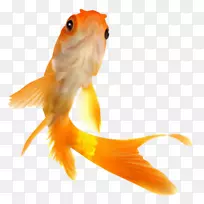 金鱼png图片图像喂鱼