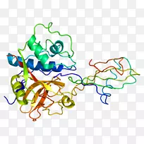 胱抑素b组织蛋白酶b蛋白木瓜蛋白酶