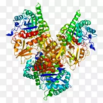 CHI3L1几丁质酶蛋白分泌基因
