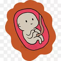 剖宫产手术分娩胎儿-妊娠