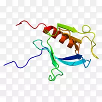 plekhb 2蛋白pleckstrin同源区基因