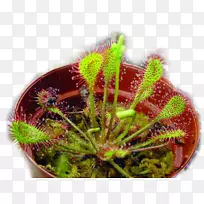 圆叶露珠草(Capensis Drosersbinata)英国露露肉食植物-植物