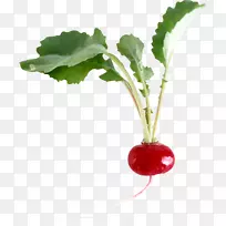 大田萝卜小种。可移植网络图形蔬菜