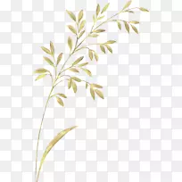花编钩针植物茎叶干旱