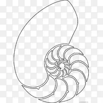 海贝壳夹艺术房海螺壳-贝壳