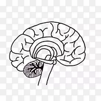 人脑神经元神经科学