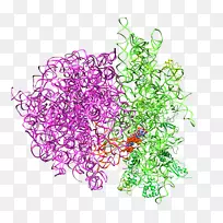 核糖体RNA蛋白质生物合成-起始密码子核糖体