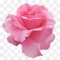 花园玫瑰，坏基辛根玫瑰花园摄影-浅粉色纸阳伞