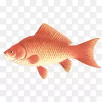 北红笛鲷金鱼饲养鱼罗非鱼-可爱的金鱼艺术