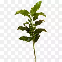 枝条植物茎叶创意剪贴画