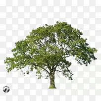 乔木服务树木护理行业协会剪枝树