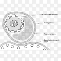 [医]布氏锥虫鞭毛动质体细胞