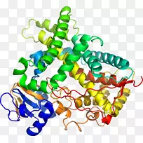 CYP1A2细胞色素P 450 CYP2C19酶-细胞色素P 450家族1成员A1