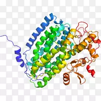 fnta fntb法内转移酶1型酶