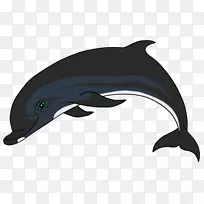 普通宽吻海豚短喙普通海豚白嘴海豚图库溪批发